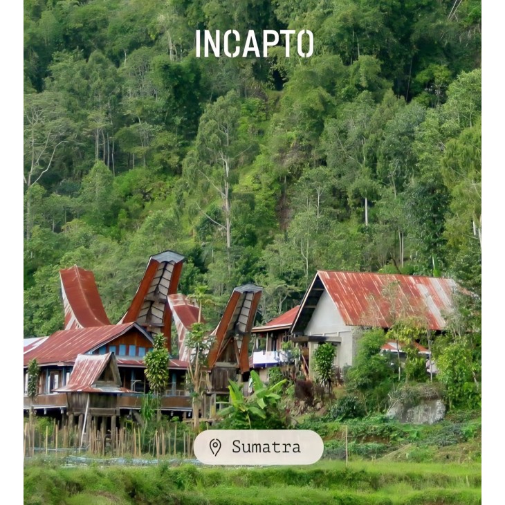 Cafea boabe Incapto Specialty Coffee 1 kg, Single Origin Sumatra Aceh Trenggiling, 100% Arabica pentru espresso, scor 85 puncte SCA, prajire traditionala